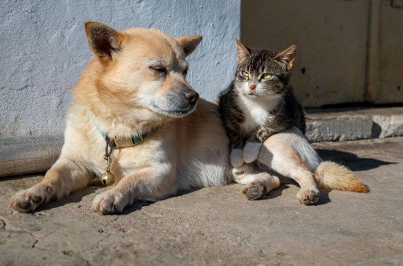 Iniciativa vai beneficiar 5 mil cães e gatos com coleiras refletivas em Betim