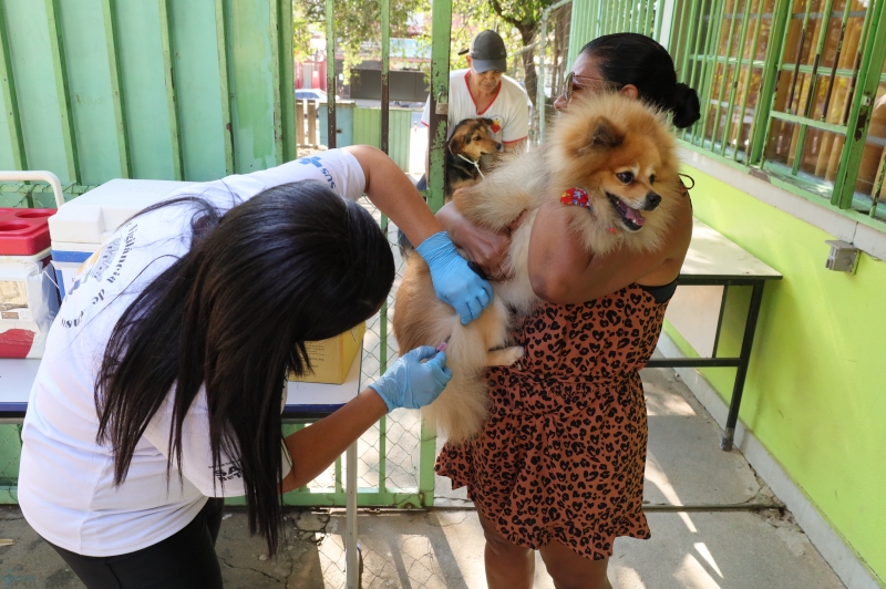 Betim avança na campanha antirrábica e já ultrapassa 12,5 mil animais imunizados